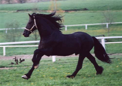 Nero ratto Zoccolo